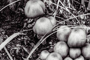 Bir grup genç mantarın siyah beyaz fotoğrafı.
