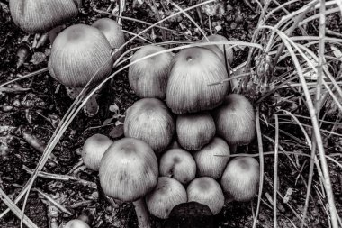 Siyah beyaz mantarlar