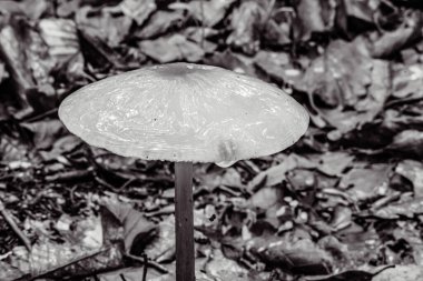 Ormanda mantar mantarı