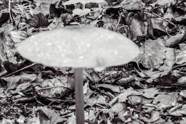 Ormanda mantar, flora ve fauna