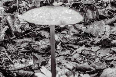 Ormanda mantar, bitki örtüsü