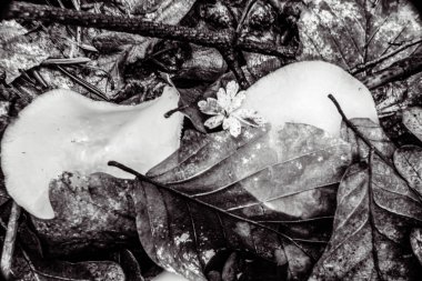 Ormandaki bir mantarın yakın plan çekimi.