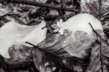 Beyaz ve beyaz bir armudun yakın plan çekimi.