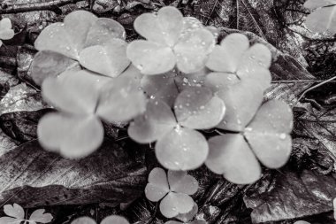 Kapatın güzel çiçekleri.