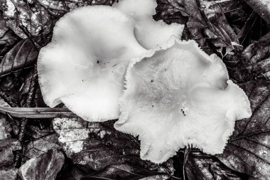 bir ormanda beyaz mantar