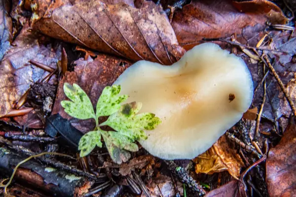 Ormandaki yosun üzerinde beyaz mantar