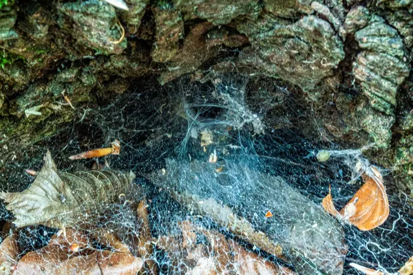 Ağaçtaki Örümcek Ağı