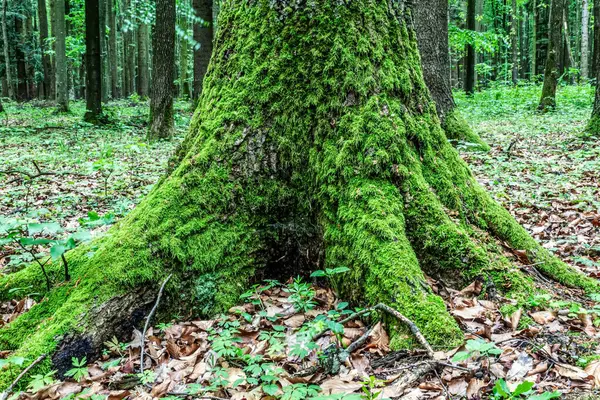 Yazın güzel yeşil orman
