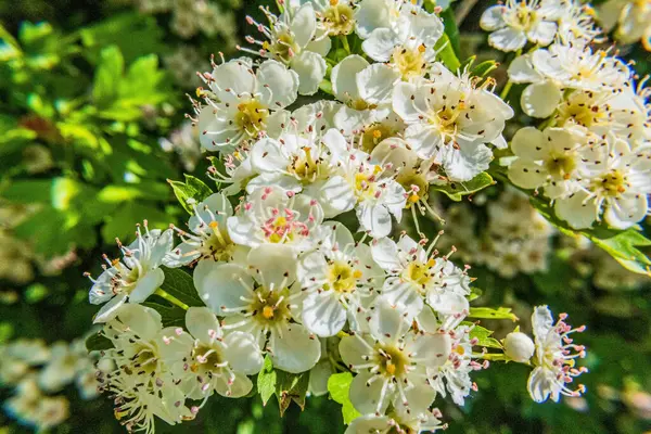 Ağaçtaki güzel çiçekler.