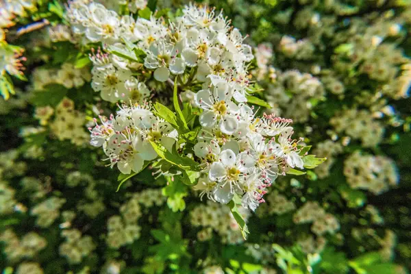 Ormandaki ağaçtaki beyaz çiçekler
