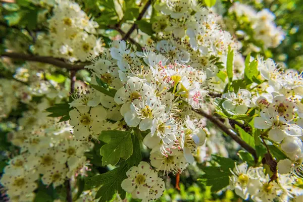 Bahçede çiçek açan kiraz ağacı, yakın..