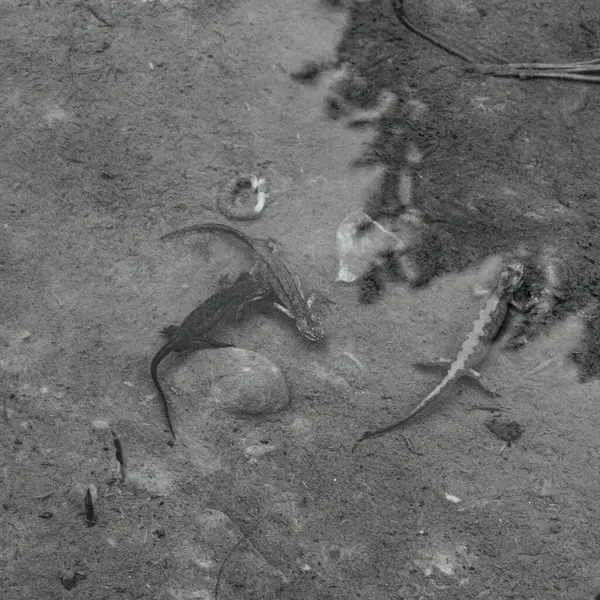 siyah-beyaz kertenkele