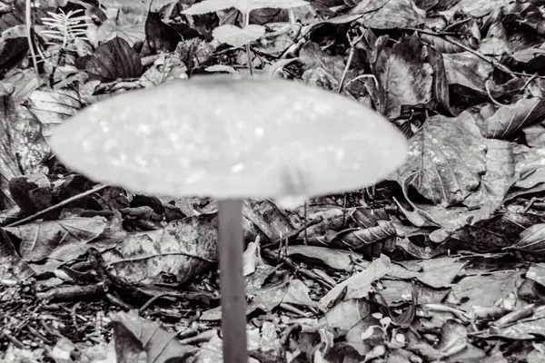 Ormanda mantar, flora ve fauna