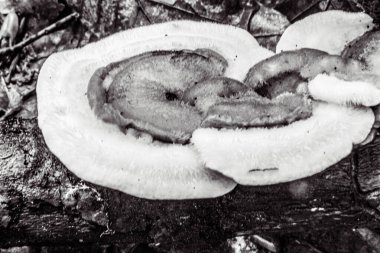 Ormanda taze mantarlar