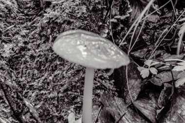 Ormanda mantar. Ağaçta siyah mantar