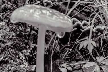 Ormandaki eski bir mantarın dikey yakın çekimi.