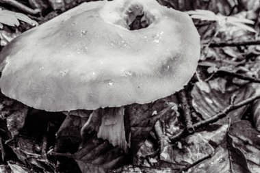 Ormanda beyaz mantar.