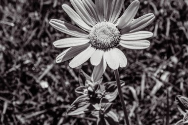 Çayırda çiçek açan bir çiçeğin yakın plan çekimi.