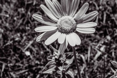 Bahçedeki güzel çiçek