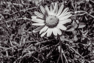 Bahçedeki güzel beyaz çiçek