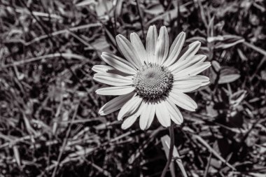 Bahçedeki güzel çiçekler