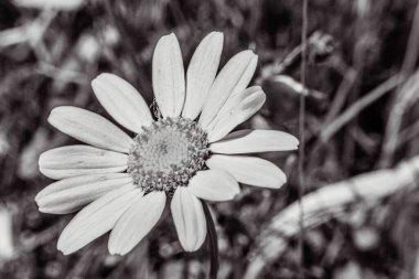 Bahçedeki güzel çiçekler