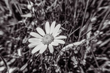 Ormanda güzel çiçekler