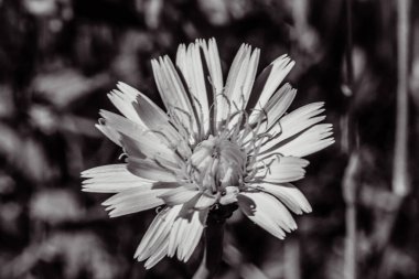 Bahçedeki güzel çiçekler