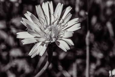 Bahçedeki beyaz papatya çiçekleri