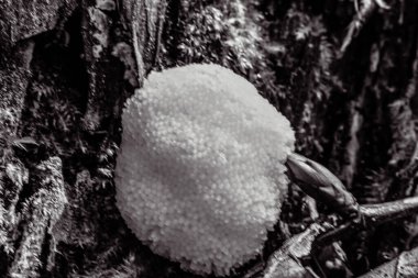 Ağaçtaki beyaz mantar