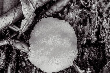 Ormandaki bir mantarın siyah beyaz fotoğrafı