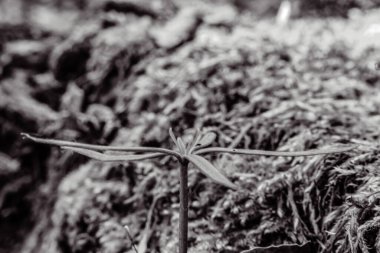 siyah ve beyaz soyut arkaplan