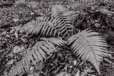 Güzel bir ormanın siyah beyaz görüntüsü