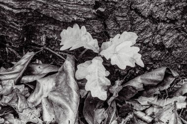 doğal beyaz çiçek