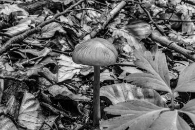 Siyah arka planda beyaz mantar