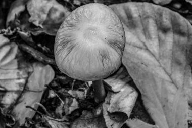 bir ağacın siyah beyaz fotoğrafı