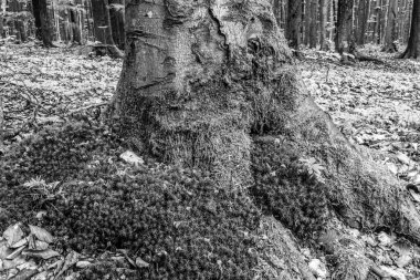 Büyük bir ağaç gövdesinin dikey görüntüsü.