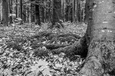 Ormanda ağaç gövdeleri ve gövdeleri, siyah ve beyaz