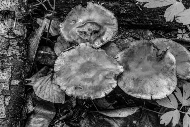 Ağaçtaki mantarlar