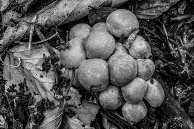 Olgun üzümlerin siyah beyaz fotoğrafı.