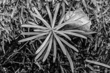 siyah ve beyaz arkaplan