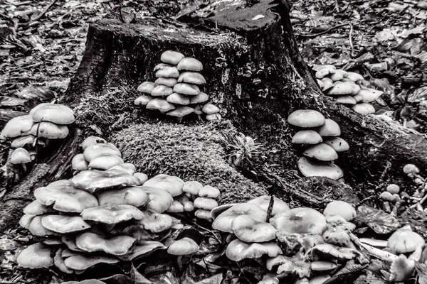 Sonbaharda ağaçta mantar