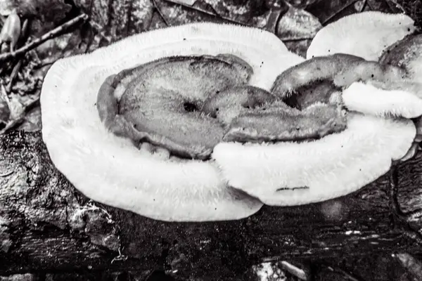 Ormanda taze mantarlar