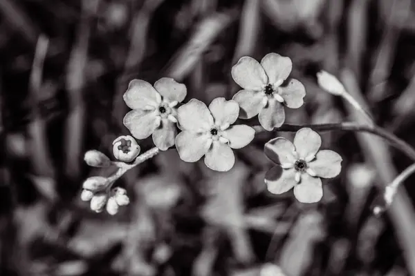 Bahçedeki güzel çiçekler
