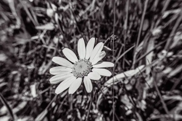 Bahçedeki güzel çiçekler