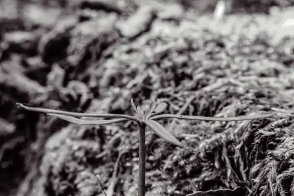 siyah ve beyaz soyut arkaplan