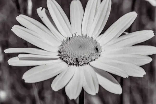 Bahçedeki güzel beyaz papatya çiçeği.