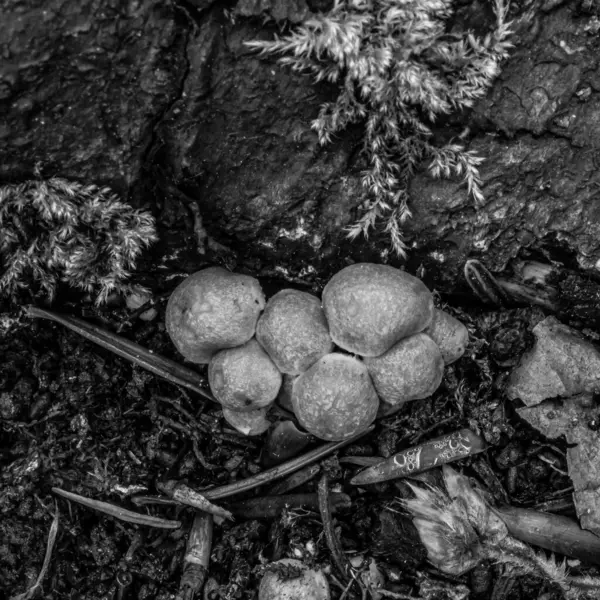 bir ağacın siyah beyaz fotoğrafı