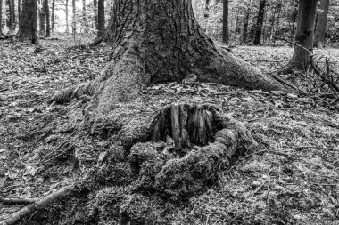 Ormandaki ağaç kökleri. siyah ve beyaz