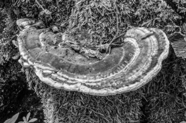 Ağacın siyah beyaz fotoğrafı